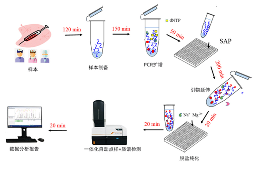 核酸質(zhì)譜檢測流程示意圖